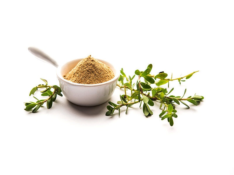 Bacopa monnieri herb plant or Ayurvedic Brahmi plant with powder in a bowl, selective focus