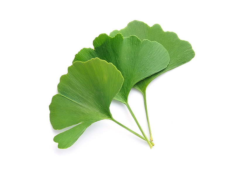 Ginkgo biloba