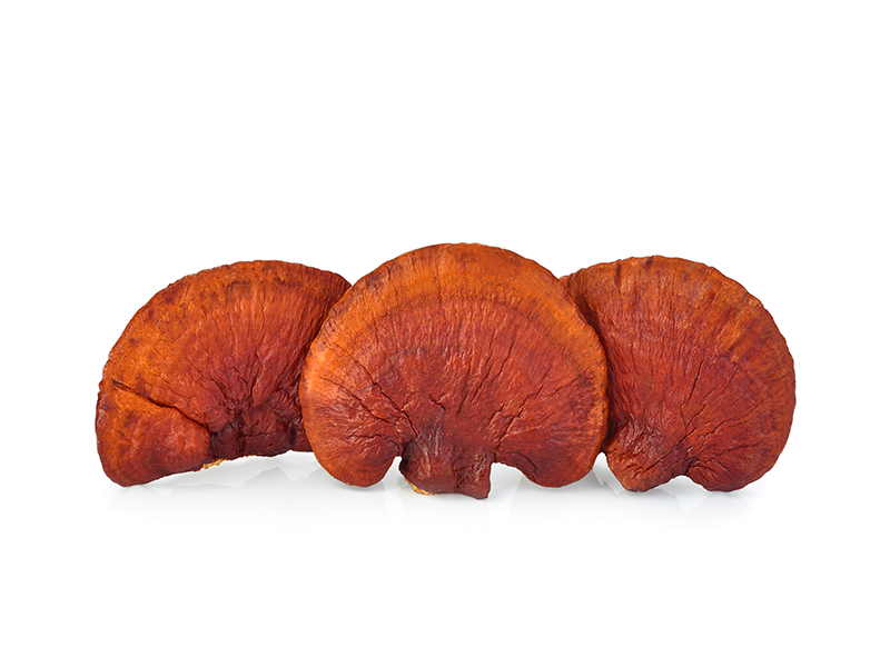 Lingzhi Mushroom Ganoderma Lucidum Isolated on white background