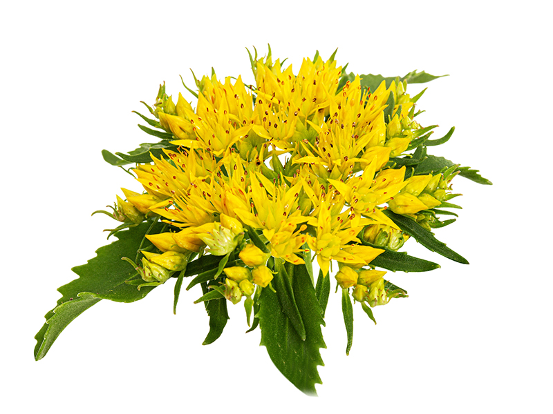 Inflorescence of yellow rhodiola rosea flowers, isolated on whit