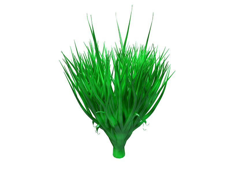 Spirulina plant, underwater algae, rich in protein and powerful