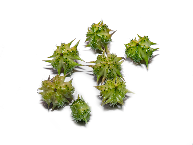 Macro image of Tribulus terrestris plant with flower ,seeds and