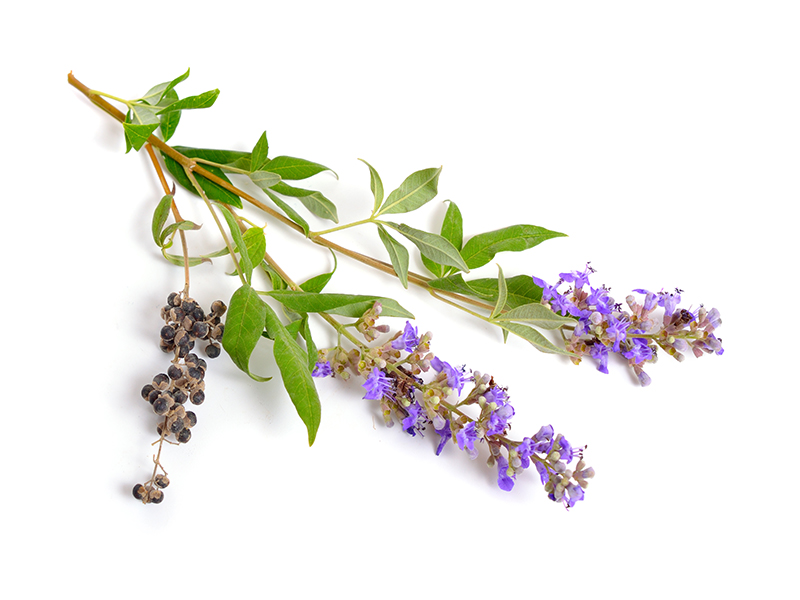 Vitex agnus-castus, also called vitex, chaste tree or chastetree, chasteberry, Abraham’s balm, lilac chastetree or monk’s pepper isolated.